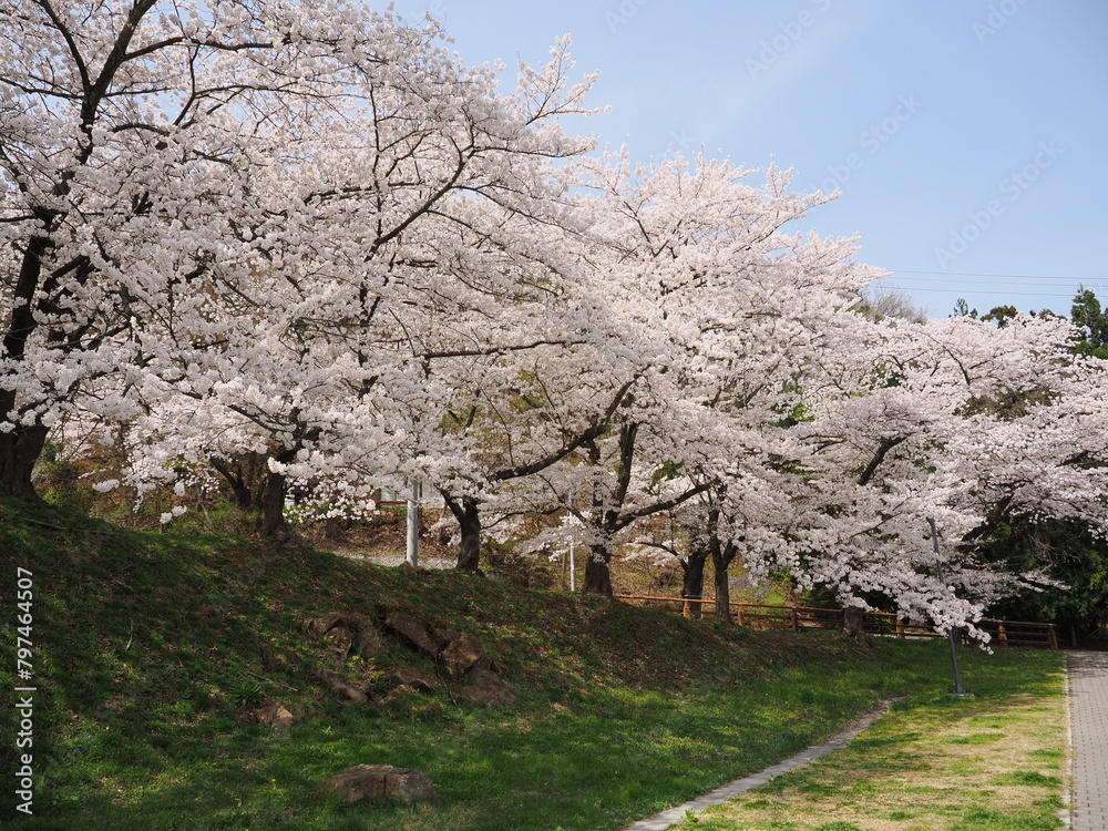 山形県　天童公園の桜