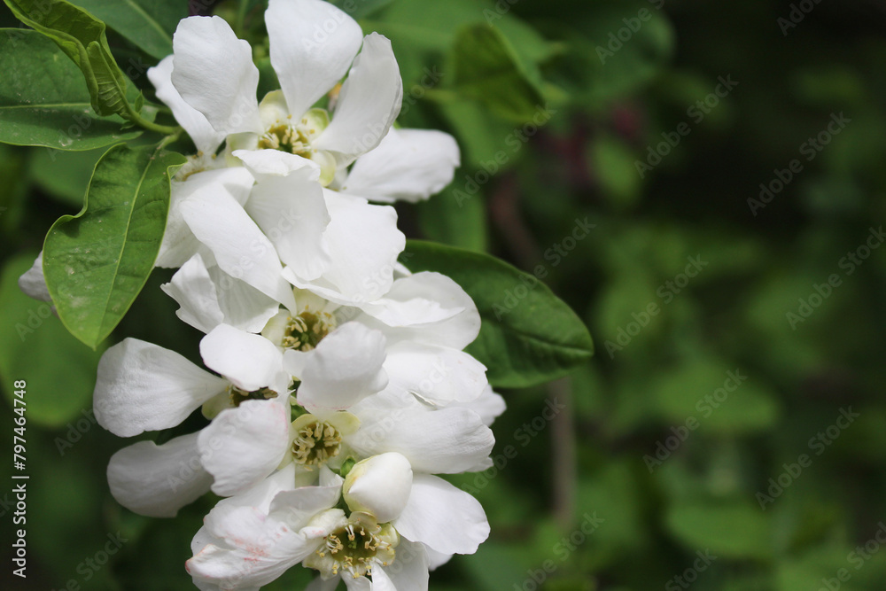 Obraz premium flowers spring white flower on a blurred green background