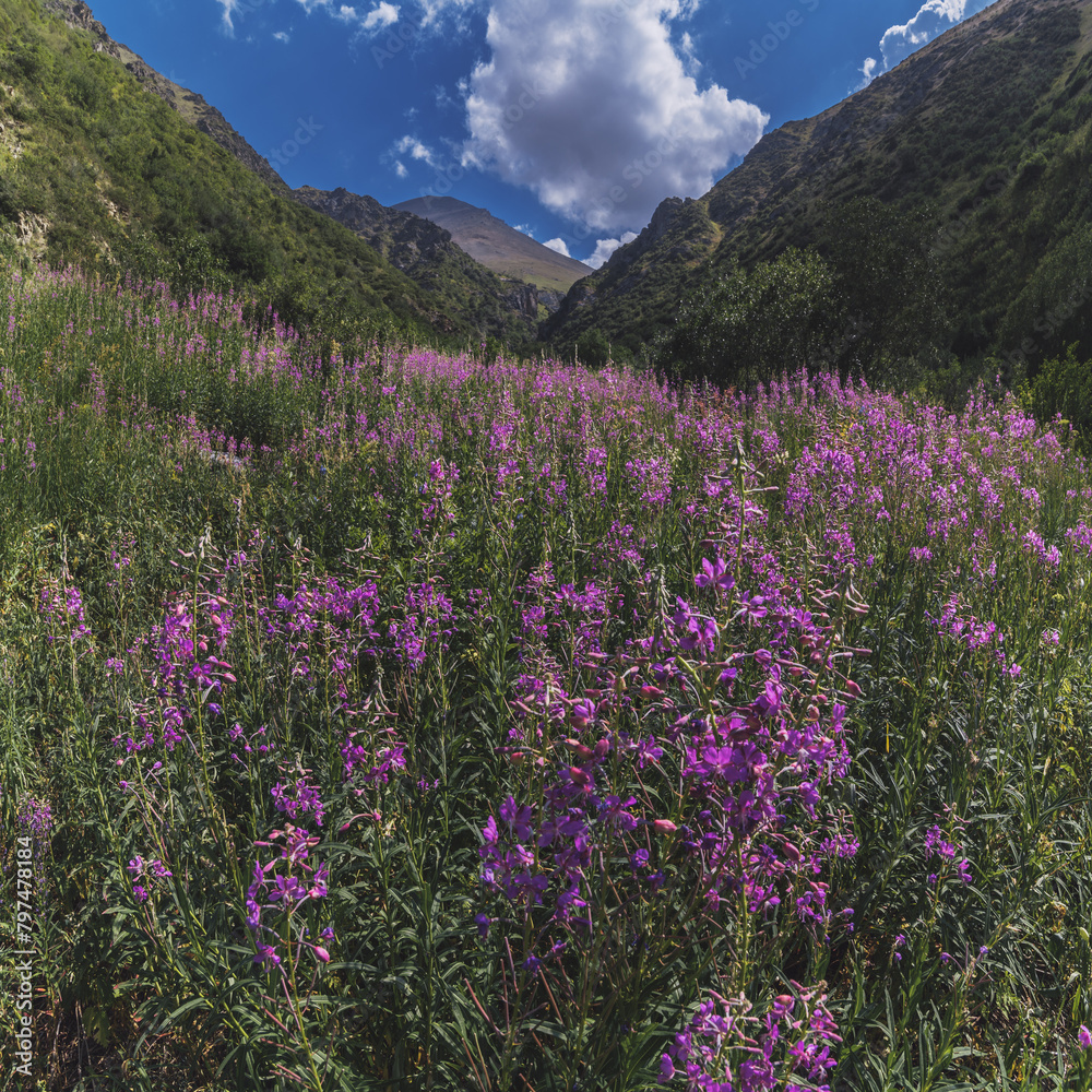 landscape with a field with blooming chamaenerion angustifolium, willow herb in the mountains in summer