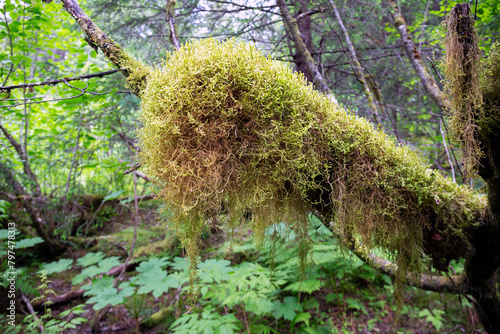 Door het natte klimaat in de regenwouden van Alaska vind je vele mossen die de bomen bedekken. Dekens van mos bedekken de takken en ook op de grond ligt een groen tapijt photo