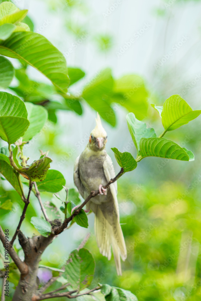 Obraz premium The Cockatiel Nymphicus is the only member of the genus Nymphicus. Cockatiel Nymphicus was previously unclear whether the Cockatiel Nymphicus is a crested parakeet or small cockatoo