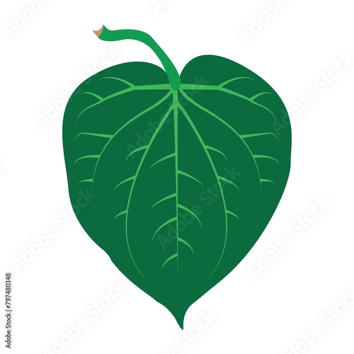 Vector illustration of betel leaf isolated on white background.