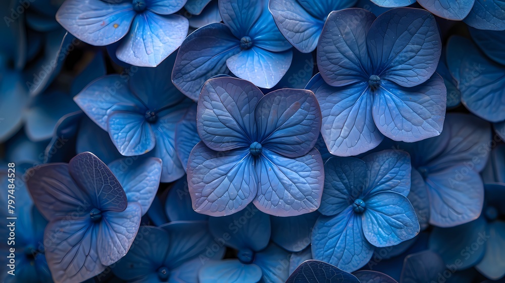 A close-up of a brilliant blue hydrangea, its clustered blooms creating a stunning display of color
