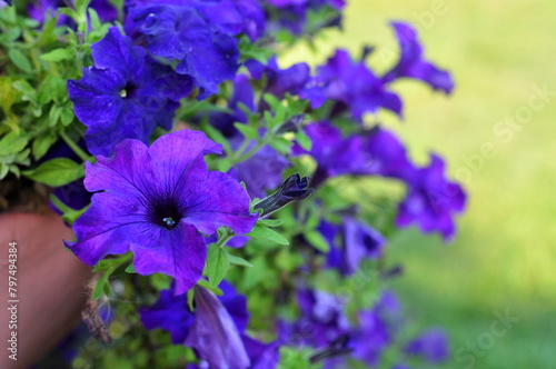 Violet petunia is genus of 35 species of flowering plants of South American origin in family Solanaceae. Colourful purple flowers in garden pot, soft focus for background or greeting card design. photo