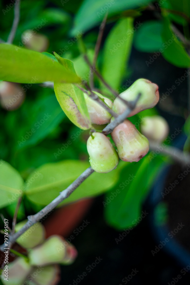 Full frame shot of Syzygium samarangense,Syzygium samarangense,Cloud Apple, Mountain Apple,A pile of pink rose apple or called in other name jawa apple or Syzygium samarangense Full frame shot of Syzygium samarangense,Syzygium samarangense,Cloud Apple, Mountain Apple,A pile of pink rose apple or called in other name jawa apple or Syzygium samarangense
