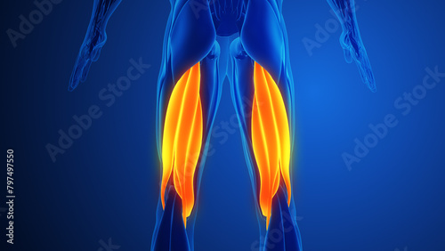 Hamstring Muscle Pain with blue background