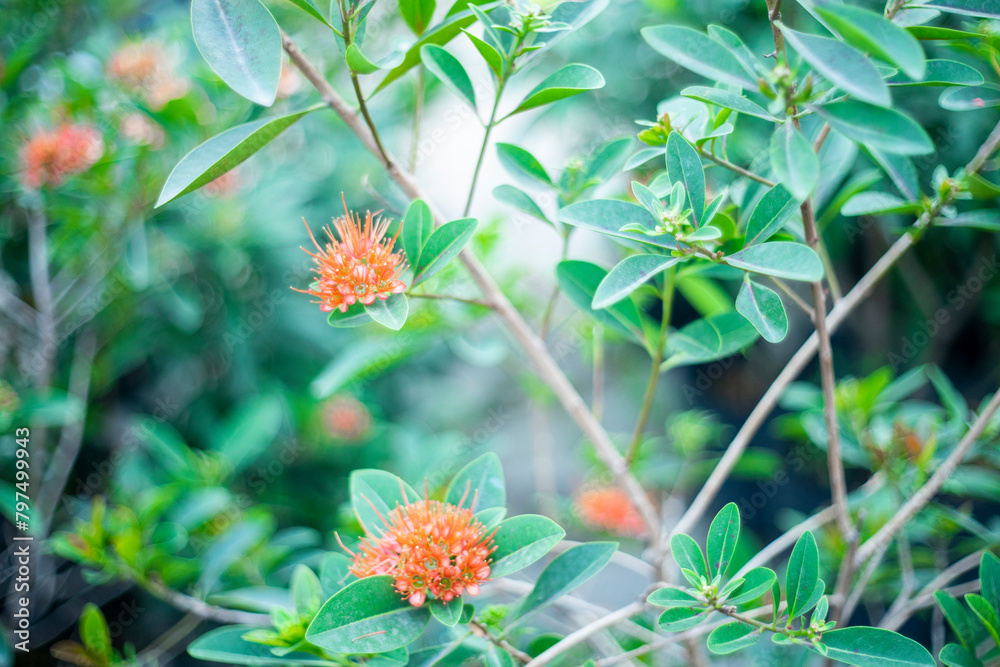Xanthostemon youngii Planted along roadsides or parks in Singapore but usually found near coastal areas in its native habitat of Cape York Peninsula, Queensland, Australia.