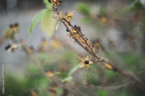  Ochna integerrima has a straight, round stem and flowers clustered on the branches. If Ochna integerrima have flowers with five small petals, Ochna integerrima are called "sparrow Ochna integerrima". © Rain
