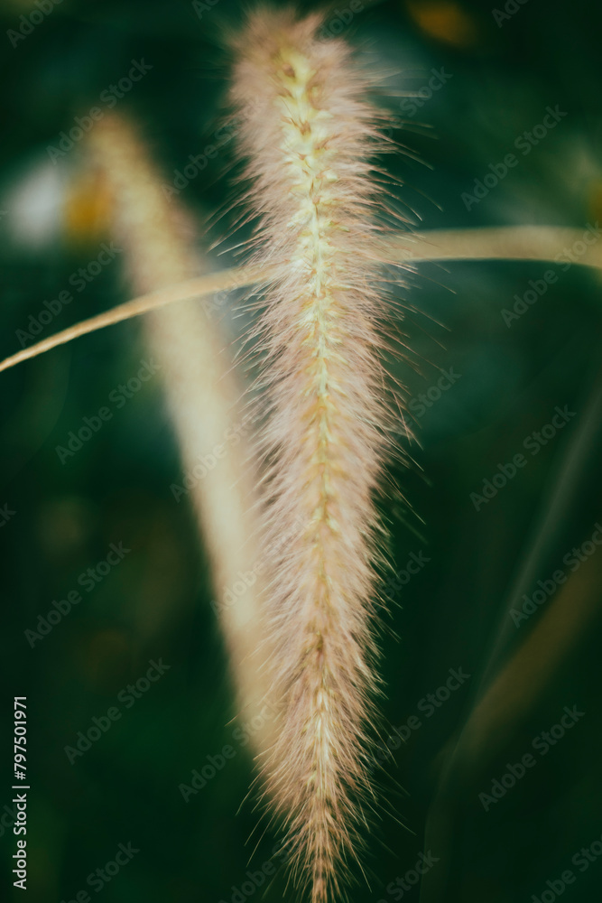Obraz premium The leaves Pennisetum purpureum are bright green, about 60cm long, 2cm wide and quite soft. Pennisetum purpureum has the advantage of being easy to grow