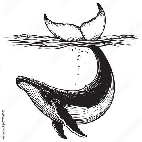 Line art of whale swimming under the water vector