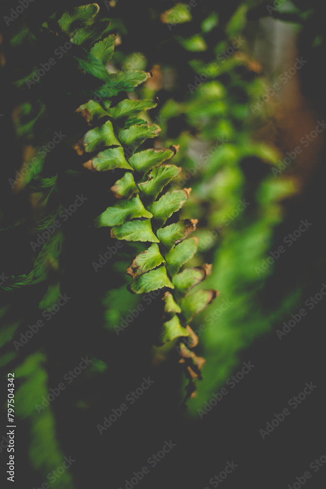 The reason for this legend Polypodiopsida is because in ancient beliefs,When Polypodiopsida passes through the owner's hands, Polypodiopsida resonates with Polypodiopsida, and when the owner buries 