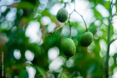 Mombins Tree Fruit of the Genus Spondias , Ambarella is lined with green and brown hues,English Plum Spondias dulcis of the species Spondias dulcis with selective focus photo