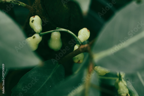 ,Fresh wax apple- Mountain apple- Healthy fruit,Full frame shot of Syzygium samarangense at market stall,Many fresh Syzygium samarangense photo