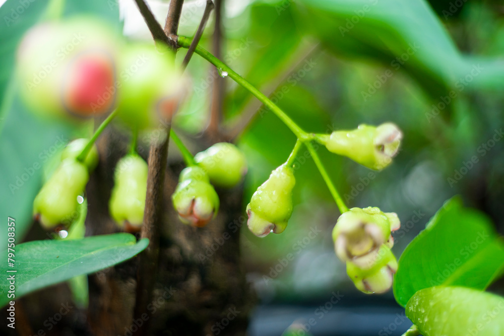 Mountain Apple,A pile of pink rose apple or called in other name jawa apple or Syzygium samarangense Mountain Apple,A pile of pink rose apple or called in other name jawa apple or Syzygium samarangense