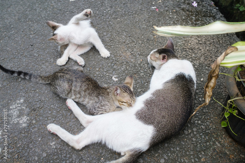 Fototapeta Naklejka Na Ścianę i Meble -  Mother cat nursing and feeding her kittens on the street. Kittens next to Mother cat. Mother’s Love, Mom’s Love.