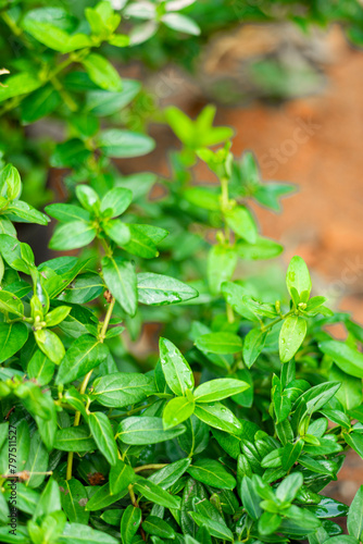 Holarrhena pubescens Wall entire leaf edge, long oval or oval blade, slightly oblong or rounded leaf base, blunt or pointed tip, Holarrhena pubescens photo