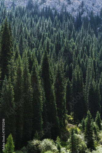 landscape with a beautiful green fir spruce forests in summer the Tien Shan mountains in Kazakhstan