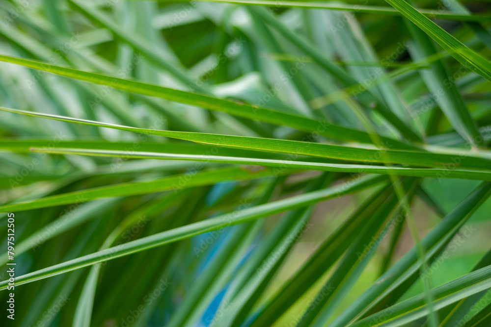 Bamboo flowers have a strong scent and are light yellow like sand. Small bamboo trees are about 2-3 meters tall, while older Bambuseae Bamboo flowers have a strong scent and are light yellow like sand. Small bamboo trees are about 2-3 meters tall, while older Bambuseae