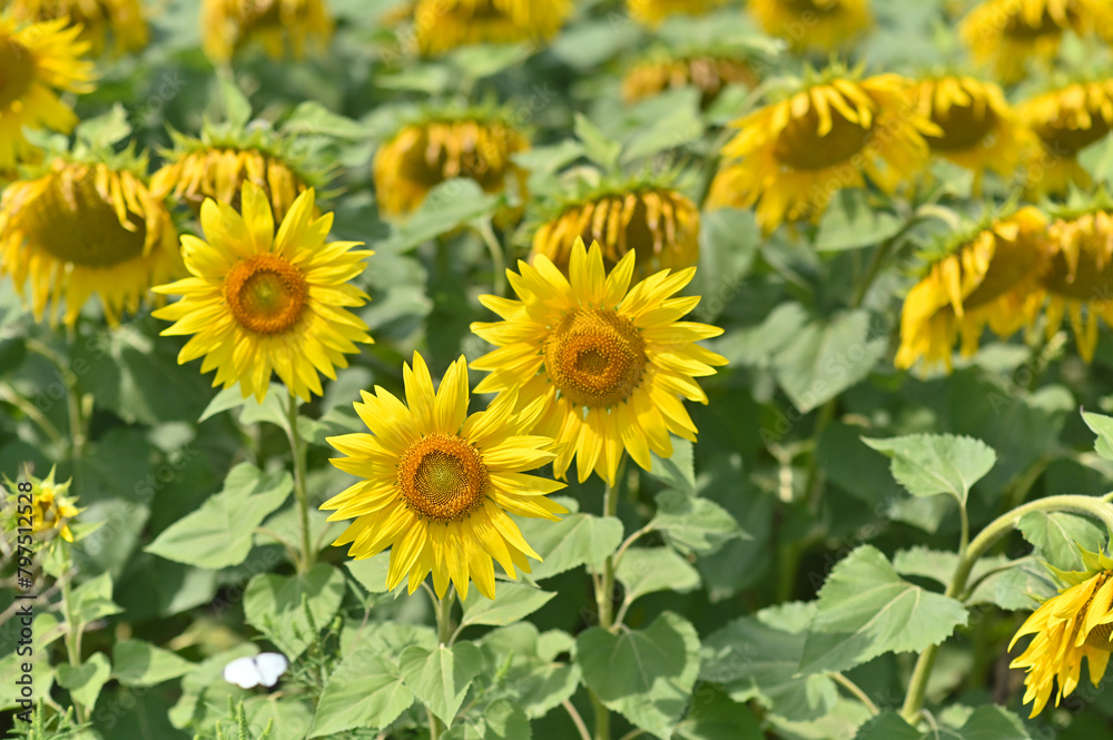 blooming sunflower flowers. natural sunflower background. blooming sunflower flowers. natural sunflower background.