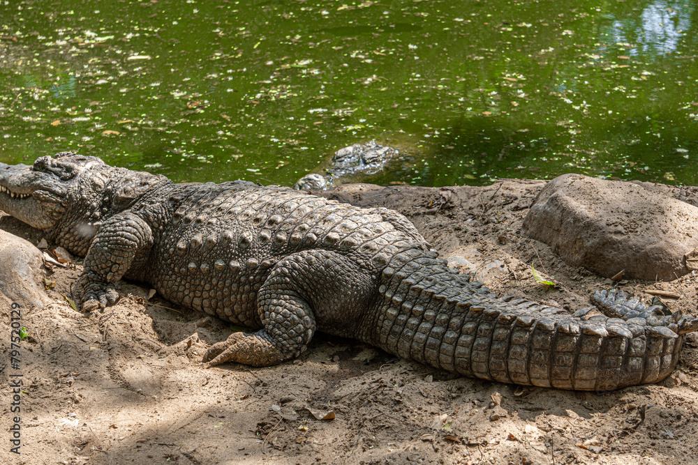 Mugger Or Marsh Crocodile Living At The Madras Crocodile Bank Trust and Centre for Herpetology, ECR Chennai, Tamilnadu, South India. Mugger Or Marsh Crocodile Living At The Madras Crocodile Bank Trust and Centre for Herpetology, ECR Chennai, Tamilnadu, South India.