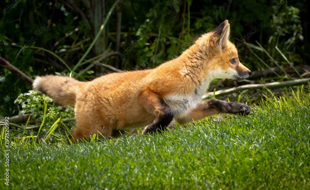 Fototapeta premium A young baby red fox in the grass