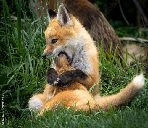 Photos A pair of baby red foxes playing in the grass