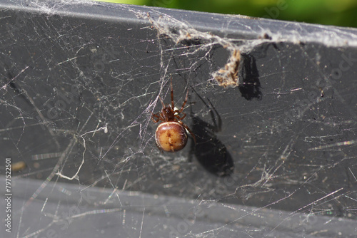 Female Rabbit Hutch Spider, Steatoda bipunctata in a web under a gray table edge. A cob-web spider, family Theridiidae. Spring, April, Netherlands.