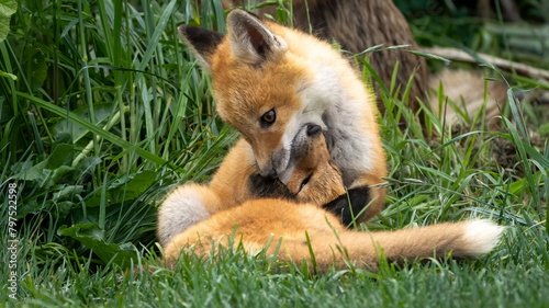 A pair of baby red foxes playing in the grass