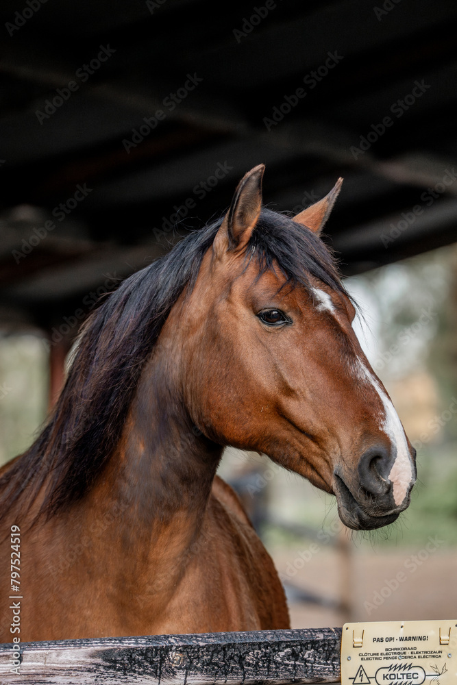 Fototapeta premium Brown Lusitano mare horse portrait
