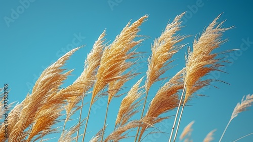 A flowering wood small reed called Calamagrostis epigejos in a blue sky