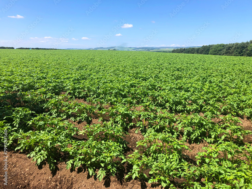 Sunshine on a field of potato plants in Scotland, UK Sunshine on a field of potato plants in Scotland, UK