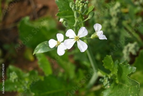 Radish flower in vegetable garden. Radish flowers are petite blooms consisting of four petals forming the shape of a greek cross attached to four yellow stamens. Vegetable flower.
