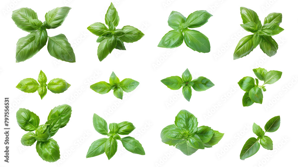 Set of green basil herb leaves photo isolated on white or transparent background png cutout Set of green basil herb leaves photo isolated on white or transparent background png cutout