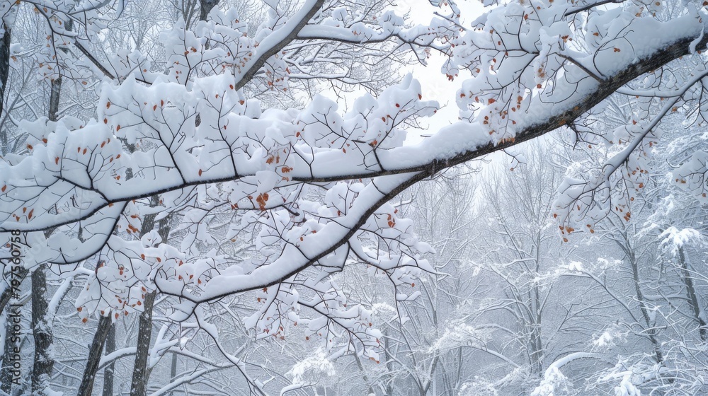 A winter forest with snow-covered trees A winter forest with snow-covered trees
