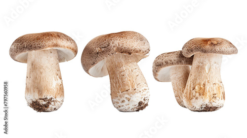 Fresh Matsutake Mushroom on Transparent Background: Culinary Delicacy for Japanese Cuisine, Isolated Studio Shot, Ideal Ingredient for Gourmet Meals