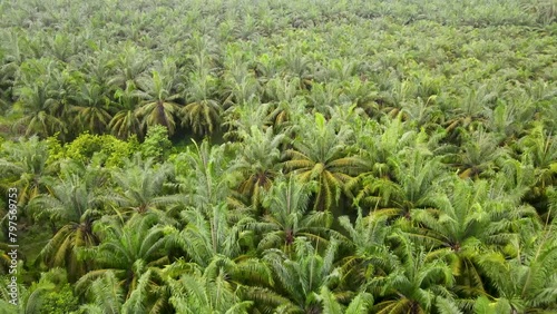 Aerial view of oil palm fields. plantation palm oil sawit
