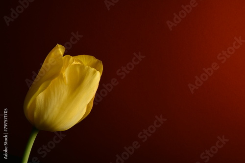 
117 / 5 000
Wyniki tłumaczenia
Tłumaczenie
żółty tulipan na czerwonym tle jako tapeta pulpitu lub fototapeta ekranu telefonu. kartkę z życzeniami i życzenia miłości. #797571705