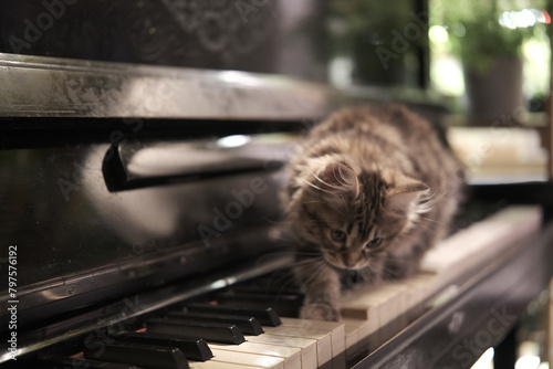 Fototapeta Naklejka Na Ścianę i Meble -  Little funny kitten plays walks piano with its paws. Music and pets. Piano lessons. Old vintage keyboard. Cinematic. home interior, muted color. education at home