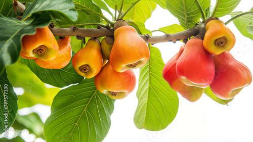 Cashew apples and nuts growing on a tree, vivid colors against a bright backdrop. photo