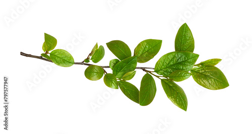 Spring twig with early green leaves isolated on white or transparent background