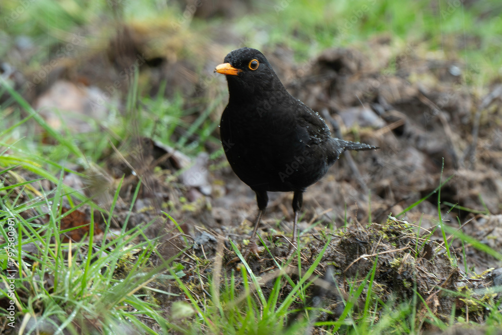 Merle noir,.Turdus merula, Common Blackbird Merle noir,.Turdus merula, Common Blackbird