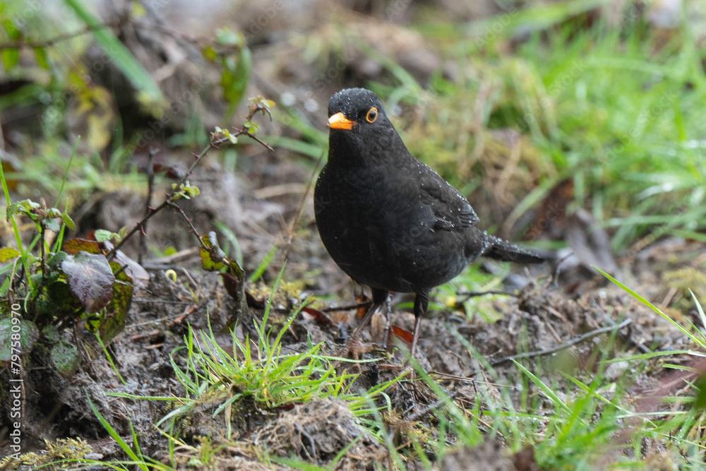 Merle noir,.Turdus merula, Common Blackbird Merle noir,.Turdus merula, Common Blackbird