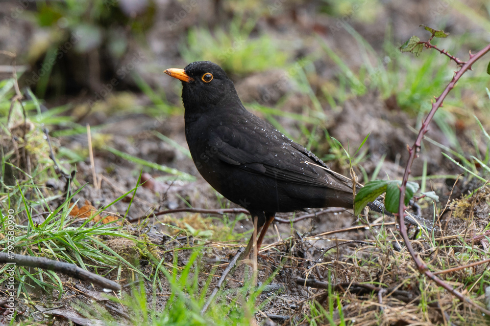 Merle noir,.Turdus merula, Common Blackbird Merle noir,.Turdus merula, Common Blackbird
