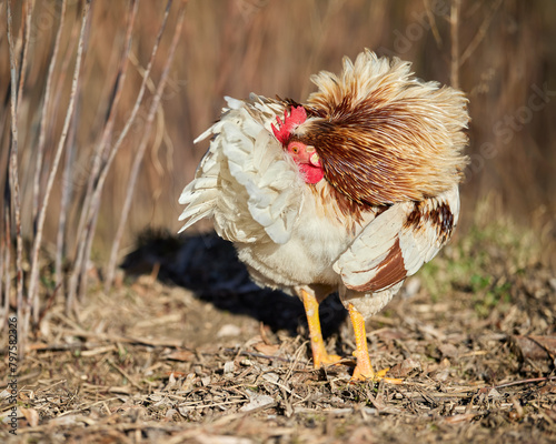 Range rooster in the grass picks his feathers