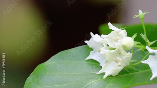Vallaris glabra flower, white fragrant flower on a tree and on a nature background. photo