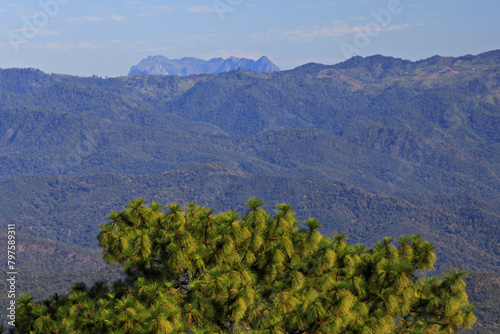 Beautiful Scenery of Pinus kesiya forest at Doi Luang Chiang Dao in Chiang mai Province, Thailand  photo