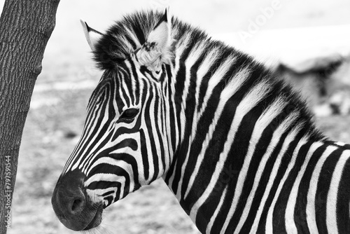 zebra close up