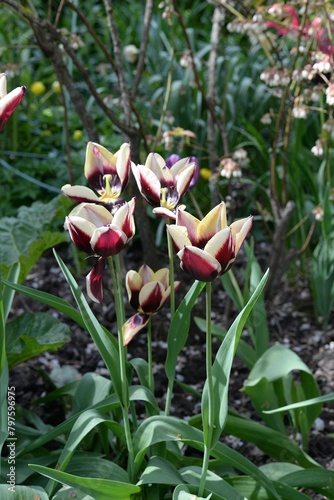 Photos Tulpen