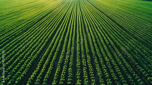 Young crops sprouting in rows across a vast green field in an aerial view