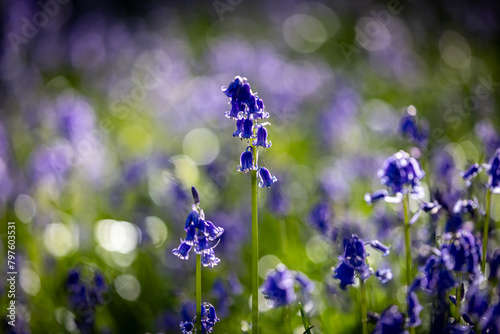 Pretty bluebell flowers in the spring sunshine, with selective focus